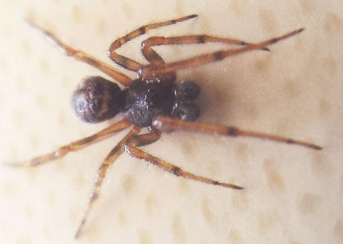 Steatoda bipunctata - Vigo di Fassa (TN)